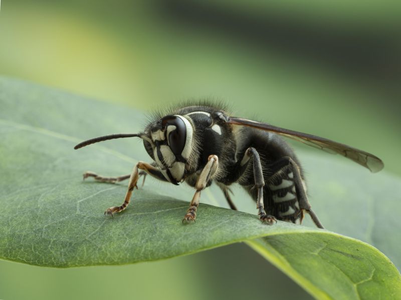 Baldfaced Hornet Extermination