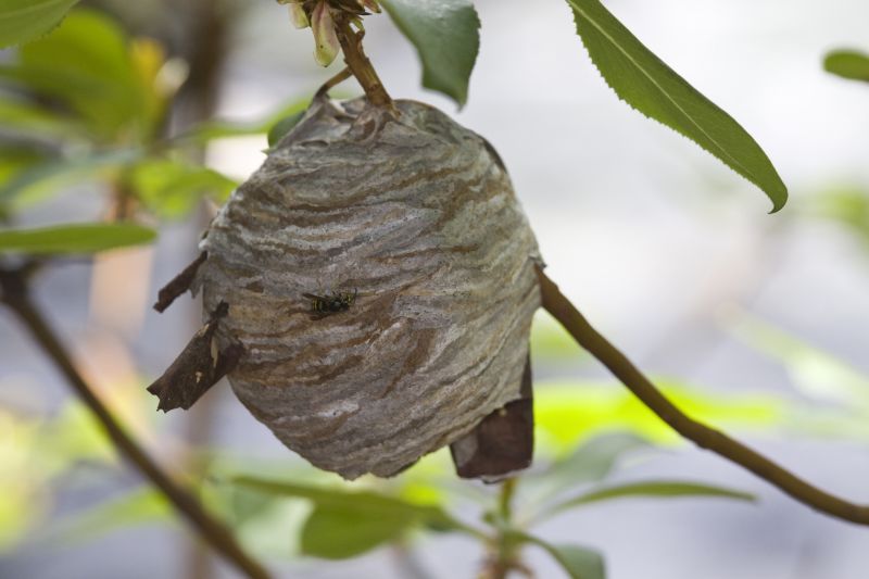 Baldfaced Hornet Removal