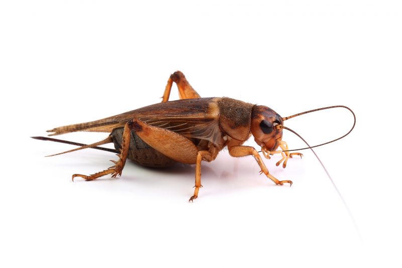 Cricket Removal Service