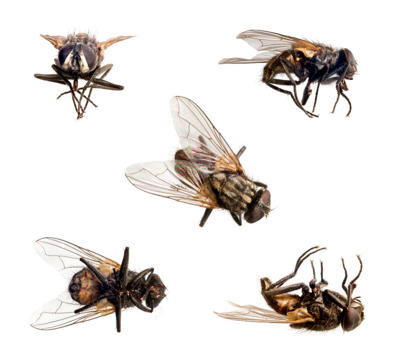 Fly And Mosquito Control Strategies