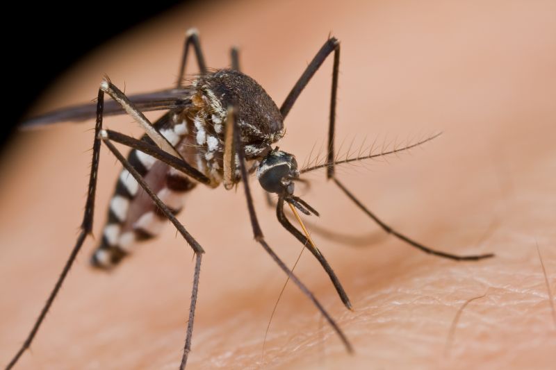 Fly And Mosquito Prevention Tips For Properties