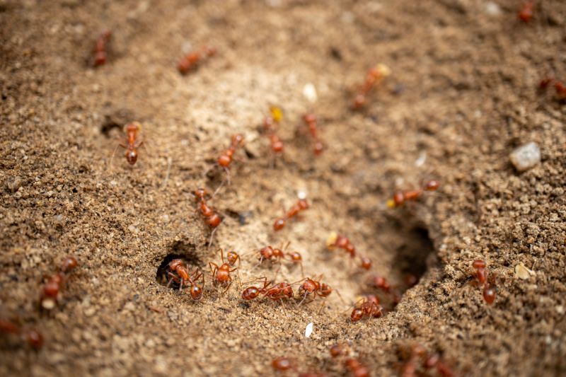 Red Ant Extermination