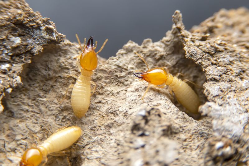 Termite Treatment Service