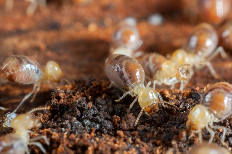 Termites Extermination