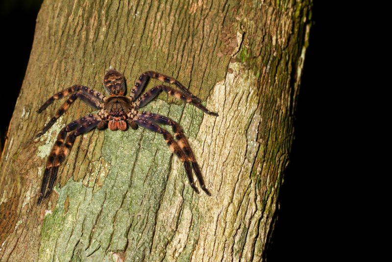 Trapdoor Spider Extermination