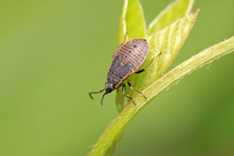 Why Professional Stinkbug Pest Control Is More Effective Than Diy Methods