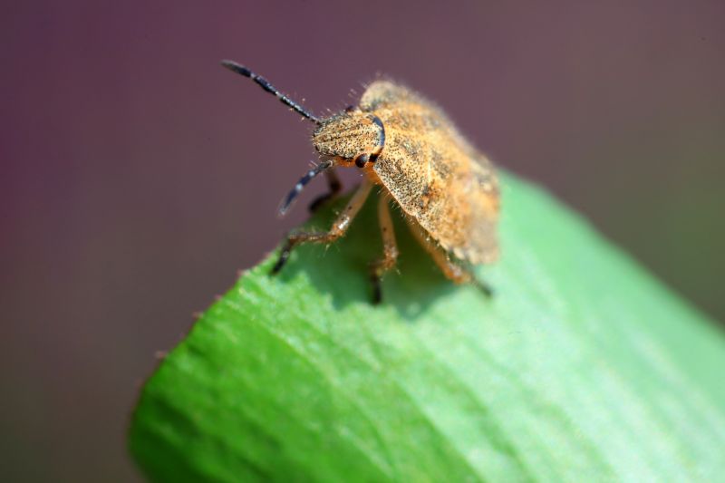 Why Stinkbugs Invade Homes And Buildings