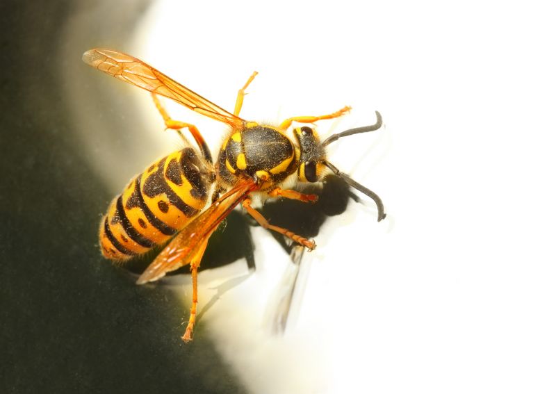 Yellowjacket Extermination